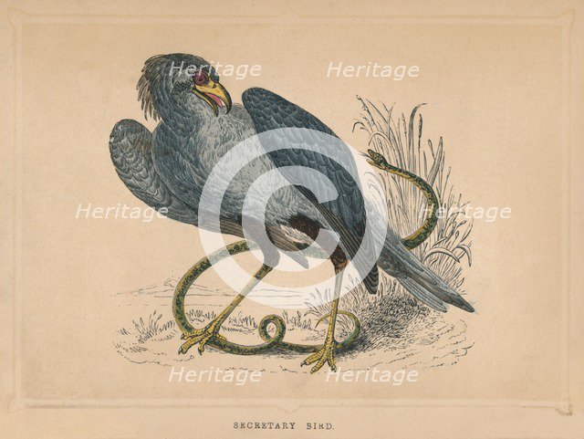 'Secretary Bird' (Sagittarius serpentarius), c1850, (1856). Artist: Unknown.