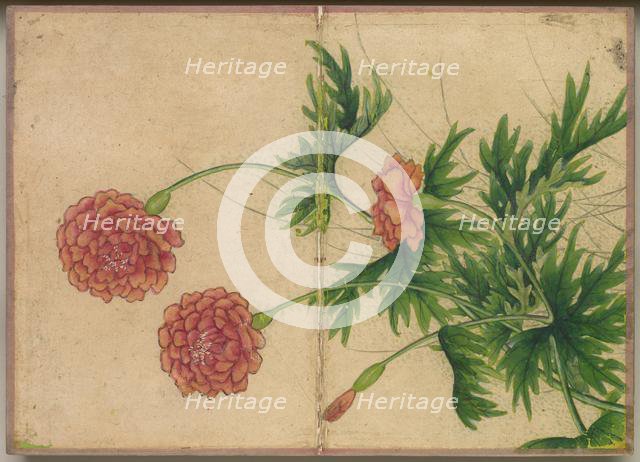 Desk Album: Flower and Bird Paintings (Peony), 18th Century. Creator: Zhang Ruoai (Chinese).