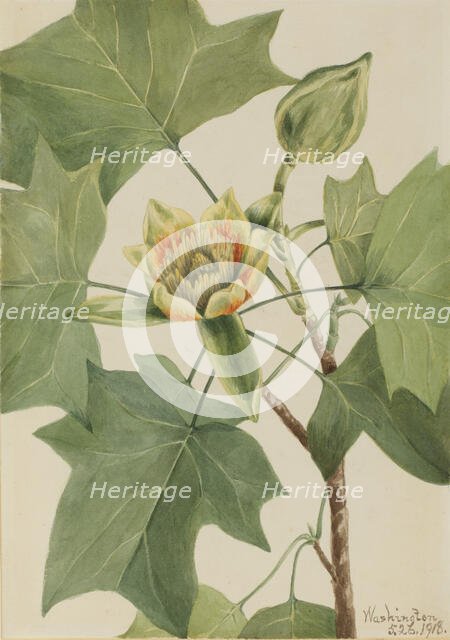 Tuliptree (Liriodendron tulipifera), 1918. Creator: Mary Vaux Walcott.