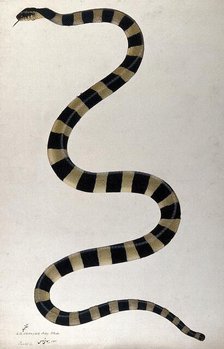 Snake, boldly cross-banded, approx 1782. Creator: Bhawani Das.