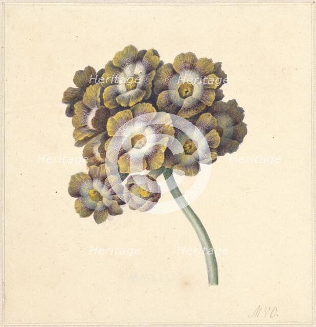 Flower study, 1790-1862. Creator: Maria Margrita van Os.