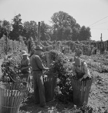 Migratory field workers in hop field, near Independence, Oregon, 1939. Creator: Dorothea Lange.