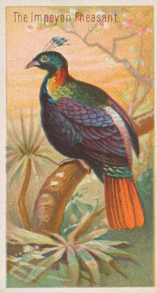The Impeyan Pheasant, from the Birds of the Tropics series (N5) for Allen & Ginter Cigaret..., 1889. Creator: Allen & Ginter.