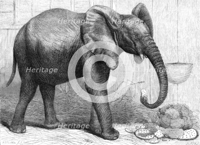 The newly-imported African elephant at the Gardens of the Zoological Society, Regent's Park, 1865. Creator: Pearson.