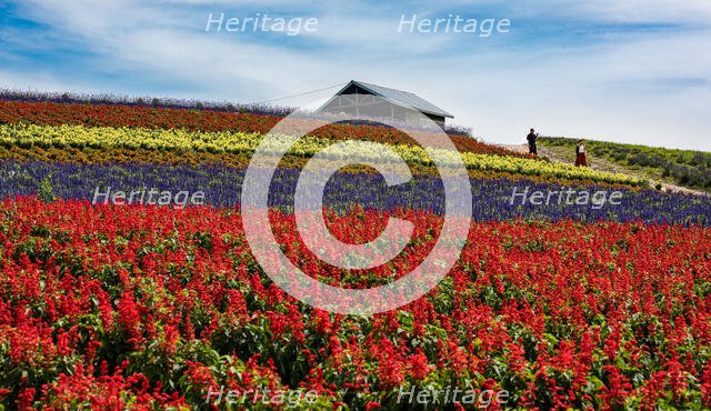 Flower Field. Creator: Dorte Verner.