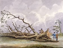 Trees damaged by a storm of 15th October, Roehampton, London, 1780. Artist: Edwin Edwards