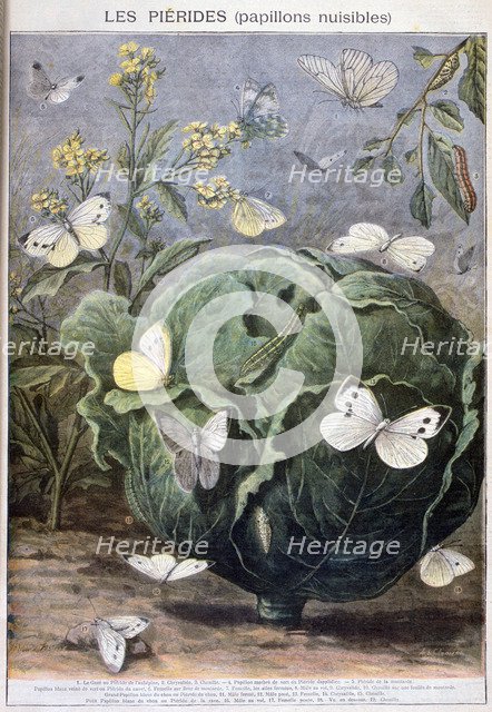 Pierid butterflies, 1897. Creator: F Meaulle.