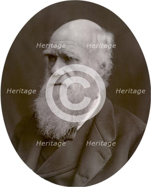 Charles Darwin, 1878. Creator: Lock & Whitfield.