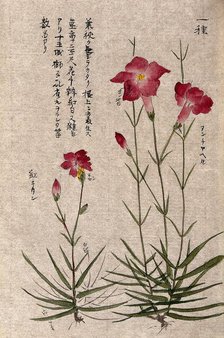 A plant, possibly a pink (Dianthus species): two flowering stems. Creator: Unknown.