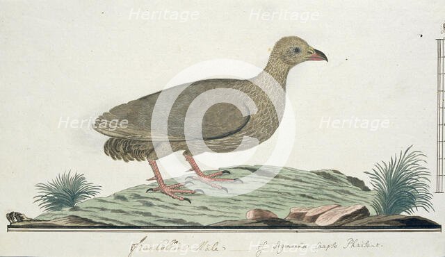 Francolinus capensis (Cape spurfowl or Cape francolin), c.1778. Creator: Robert Jacob Gordon.