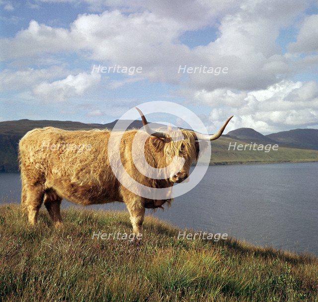 Highland cows on the Isle of Skye.
