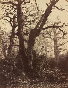 Tree Study, Fontainebleau, 1860. Creator: Eugène Cuvelier.