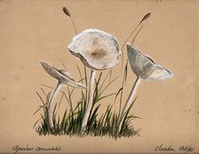 A fungus (Agaricus cerussatus): three fruiting bodies, 1865. Creator: Unknown.