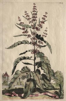Phytographia Curiosa: Lapathum Longifolium Crispum. Creator: Abraham Munting (Dutch, 1626-1683).