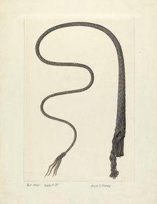 Bull Whip, c. 1937. Creator: Clyde L. Cheney.