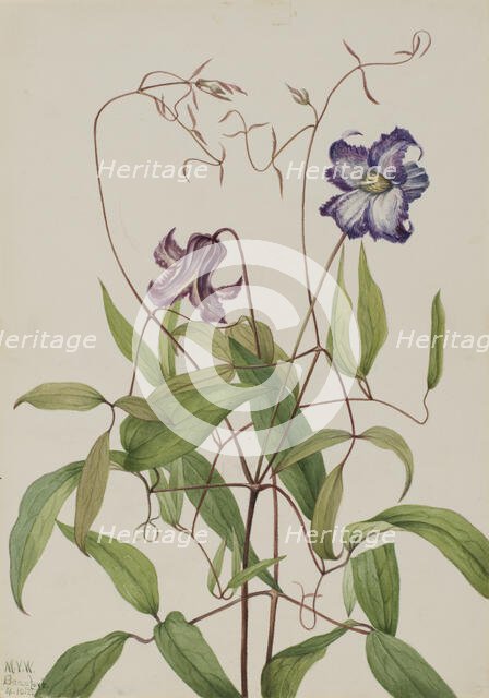 Curly Clematis (Clematis crispa), 1925. Creator: Mary Vaux Walcott.