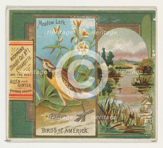 Meadow Lark, from the Birds of America series (N37) for Allen & Ginter Cigarettes, 1888. Creator: Allen & Ginter.