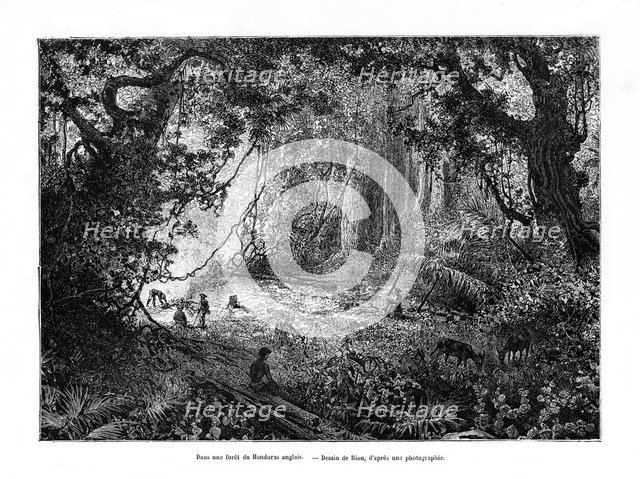 Rainforest in British Honduras, 19th century. Artist: Edouard Riou