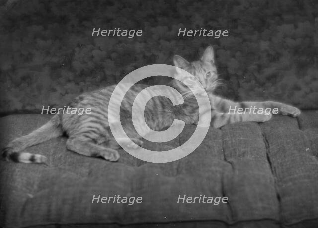 Buzzer the cat, portrait photograph, ca. 1912. Creator: Arnold Genthe.