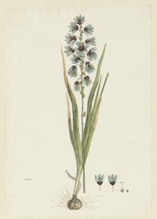 Ixia viridiflora lamb., 1777-1786. Creator: Robert Jacob Gordon.