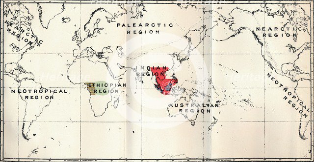'Anthropoidea - Hylobates (Red), Simia (Blue), Gorilla (Brown), Anthropopithecus (Green)', 1897 Artist: Unknown.