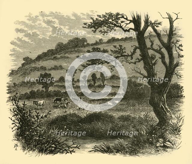 'Thistledon', 1898. Creator: Unknown.