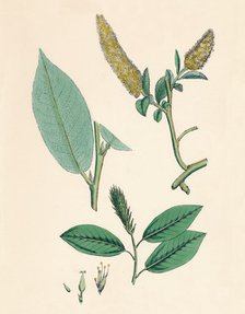 'Salix pentandra. Bay-leaved Willow', 19th Century. Artist: Unknown.