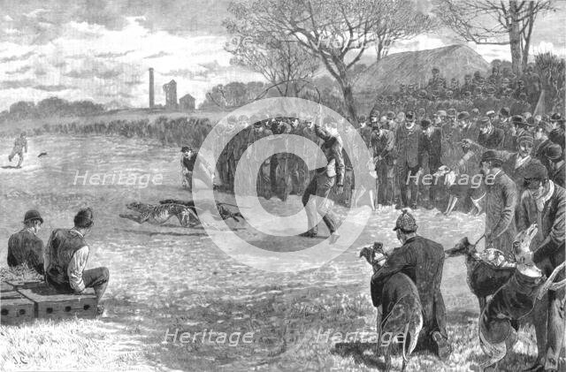 ''A Pitmans Holiday -- Rabbit Coursing with Greyhounds', 1890. Creator: Unknown.