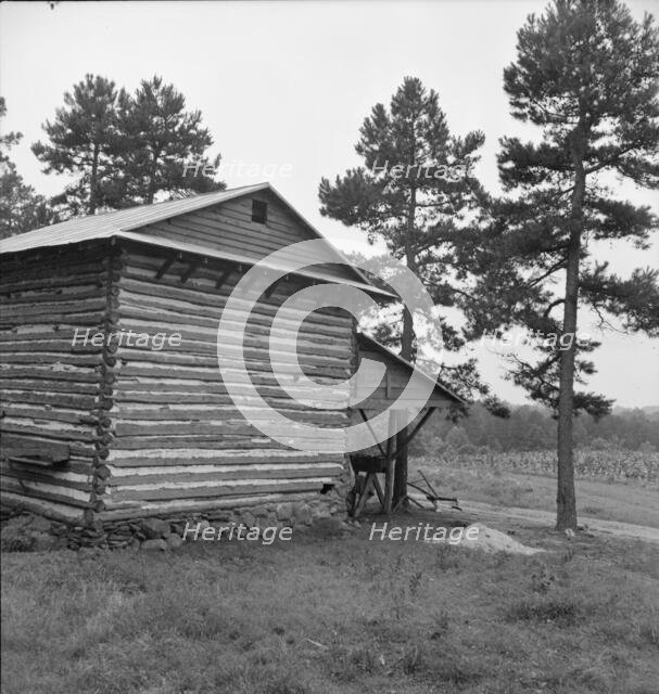 Sharecropper tobacco barn showing tobacco in field..., Person County, North Carolina, 1939. Creator: Dorothea Lange.
