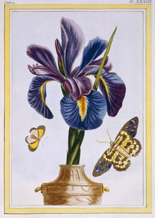 Common Iris with Butterflies,  pub. 1776. Creator: Pierre Joseph Buchoz (1731-1807).