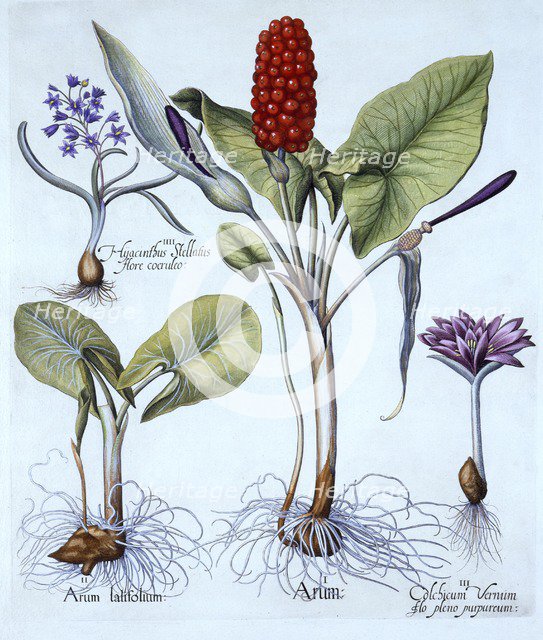 Cuckoo Pint, Spring Meadow Saffron, Star Hyacinth, from 'Hortus Eystettensis', by Basil Besler (1561