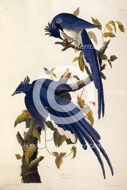 Columbia Jay (Garrulus ultramarinus). From "The Birds of America", 1827-1838. Creator: Audubon, John James (1785-1851).
