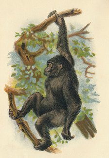 'The Gorilla', 1897. Artist: Henry Ogg Forbes.