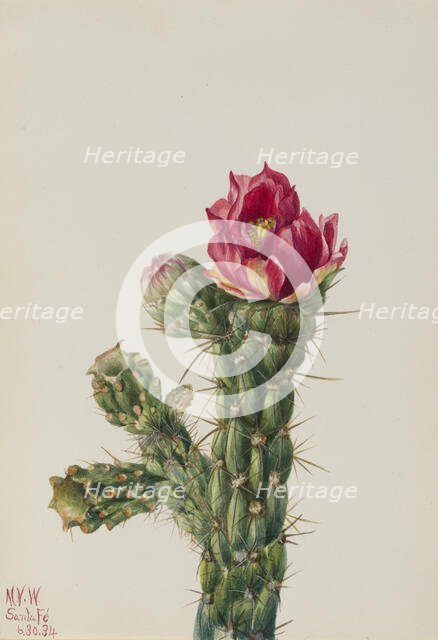 Walkingstick Cholla (Opuntia imbricata), 1934. Creator: Mary Vaux Walcott.
