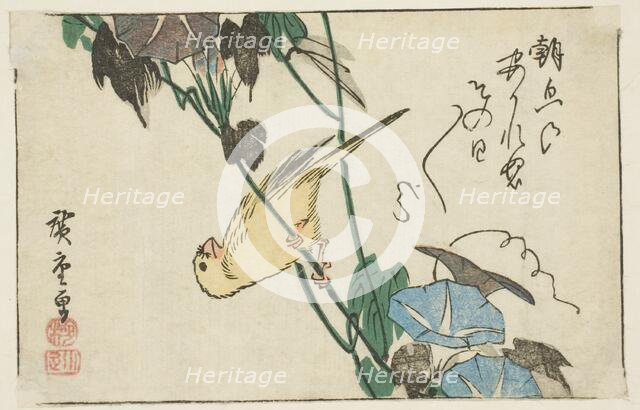 Canary and morning glories, n.d. Creator: Ando Hiroshige.