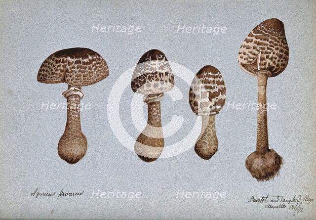 Parasol mushrooms (Lepiota procera): four fruiting bodies, 1892. Creator: Unknown.