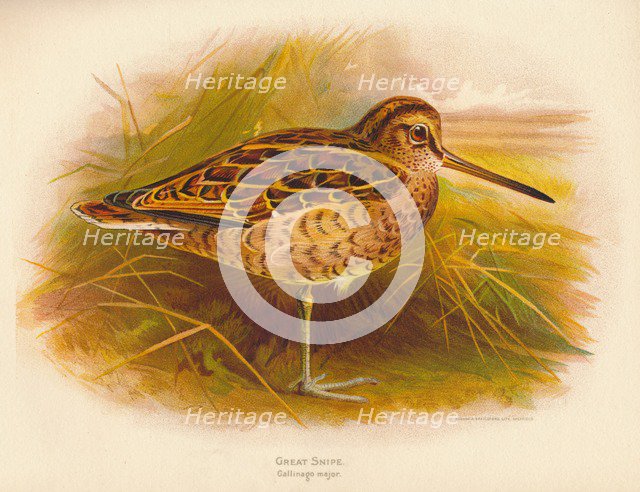 'Great Snipe (Gallinago major)', 1900, (1900). Artist: Charles Whymper.