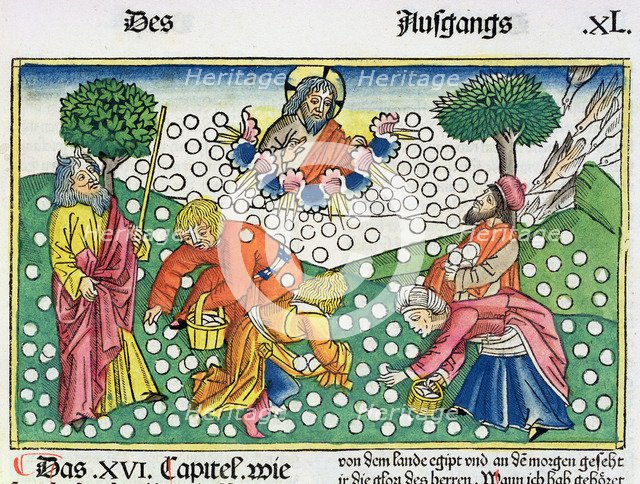 Exodus 16:13-22: God provides quail and Manna to the Israelites. Artist: Unknown