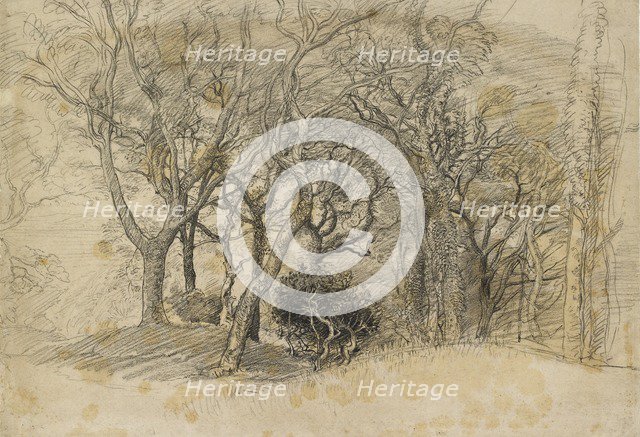 Study of Trees, Clovelly Park, 1834. Artist: Samuel Palmer.