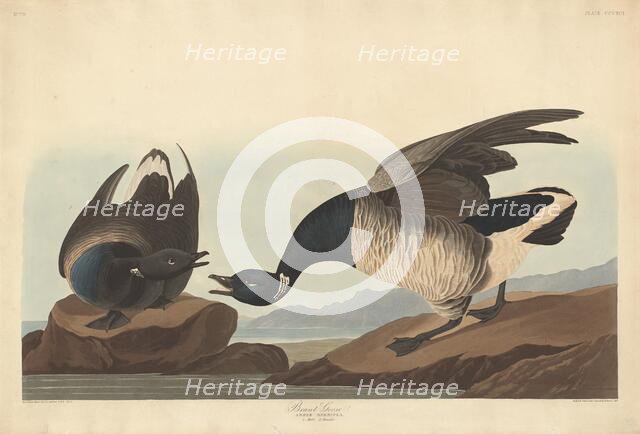 Brant Goose, 1837. Creator: Robert Havell.