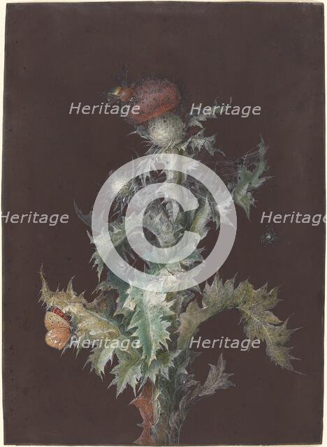 Thistle with Insects, c. 1755. Creator: Johann Christoph Dietzsch.