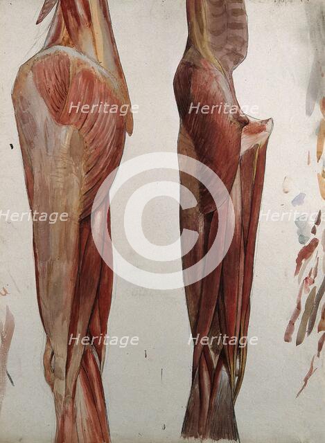 Two dissections showing the muscles of the thigh, hip, pelvis and knee, (1833?). Creator: Johann Conrad Zeller.