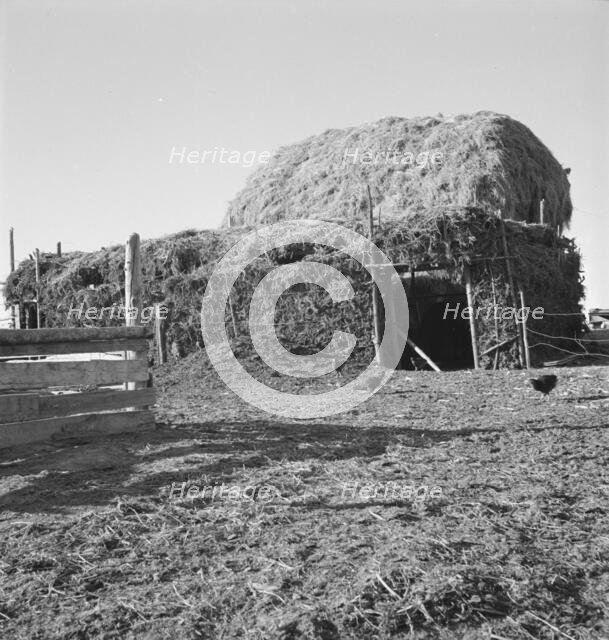 Two-year old barn, sage bush thatched (name: Hull), Dead Ox Flat, Malheur County, Oregon, 1939. Creator: Dorothea Lange.