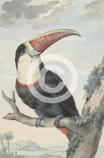Red-billed Toucan, 1748. Creator: Aert Schouman.