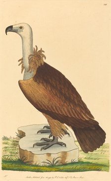 The Alpine Vulture, 1793. Creator: Unknown.