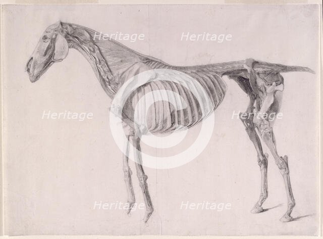 Finished study for 'The Fifth Anatomical Table of the Muscles ... of the Horse', 1756. Creator: George Stubbs.