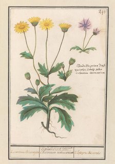 Two flowers from the composite family (Asteraceae), 1596-1610. Creators: Anselmus de Boodt, Elias Verhulst.