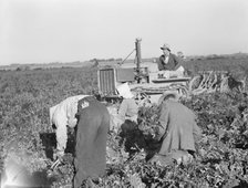 Carrot digger, Imperial Valley, California, 1939. Creator: Dorothea Lange.