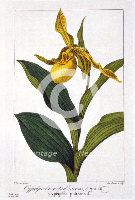 Cypripedium,  pub. 1836. Creator: Panacre Bessa (1772-1846).
