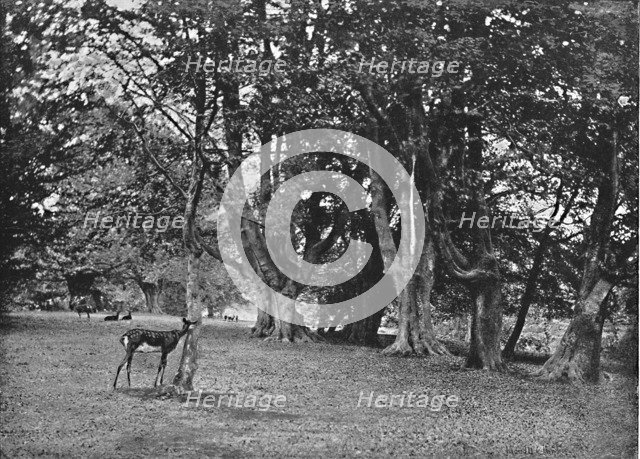 'Epping Forest: Beech Wood, Near High Beech', c1896. Artist: Christopher George Cutchey.